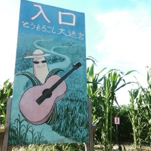 とうもろこし迷路の入口